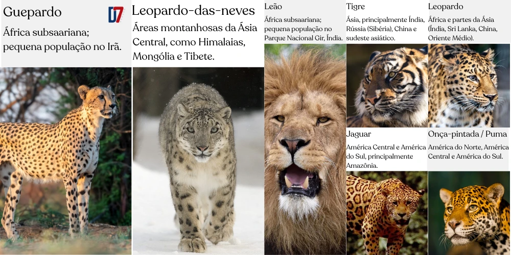 Espécies de felinos selvagens