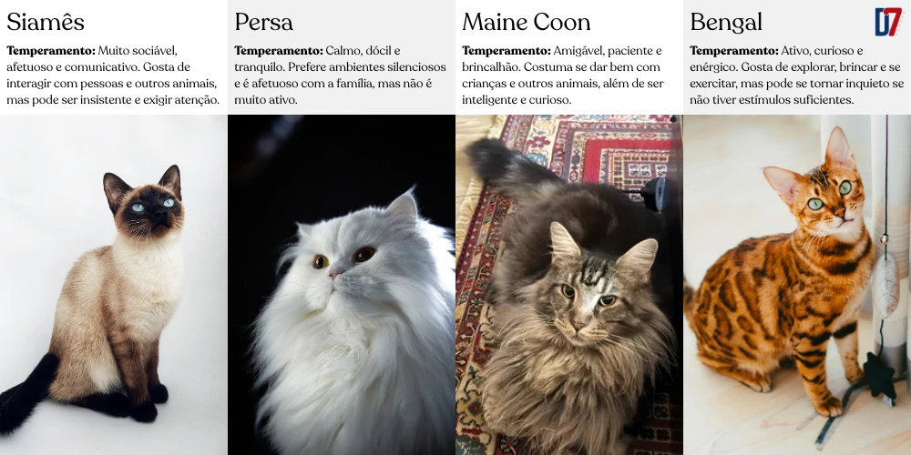 Gatos domésticos e seu temperamento