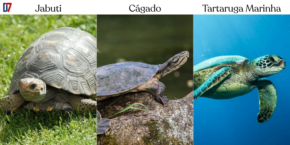 Jabuti, Cágado e Tartaruga Marinha