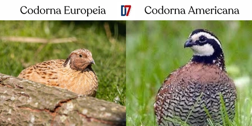 Codorna Europeia e Codorna Americana