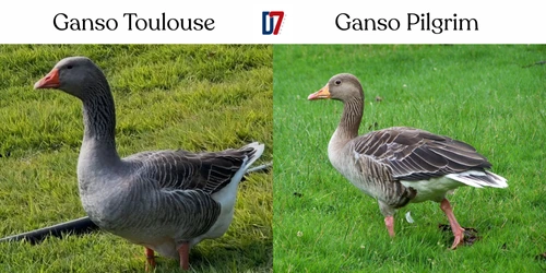 Ganso Toulouse e Ganso Pilgrim