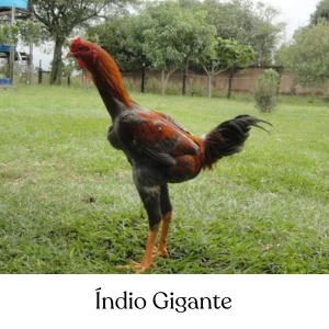 Índio Gigante