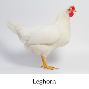 Leghorn