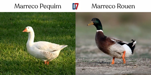 Marreco Pequim e Marreco Rouen