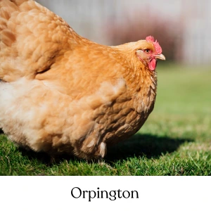Orpington