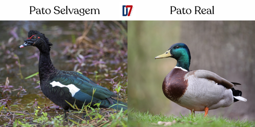 Pato selvagem e pato real