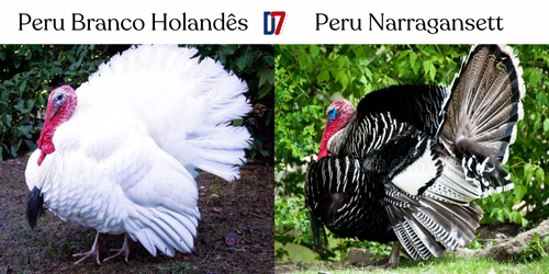 Peru Branco Holandes e Peru Narragansett