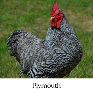 Plymouth