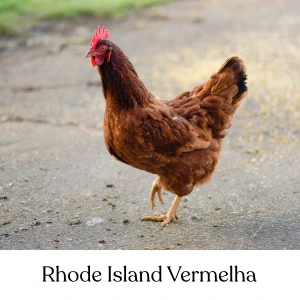 Rhode Island Vermelha