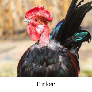 Turken