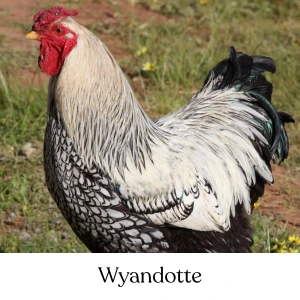 Wyandotte