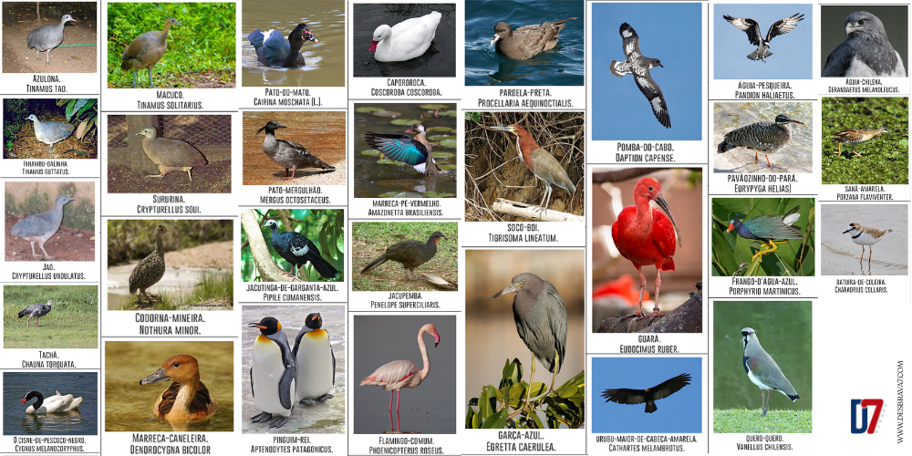 aves típicas do brasil