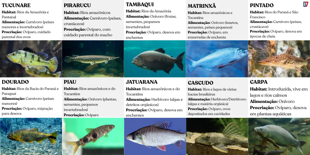 10 peixes típicos do brasil
