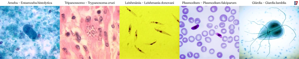 5 protozoários comuns