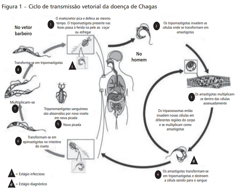 Ciclo de Transmissão da Doença de Chagas