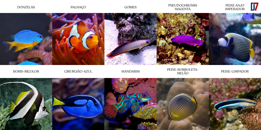 10 peixes ornamentais de água salgada