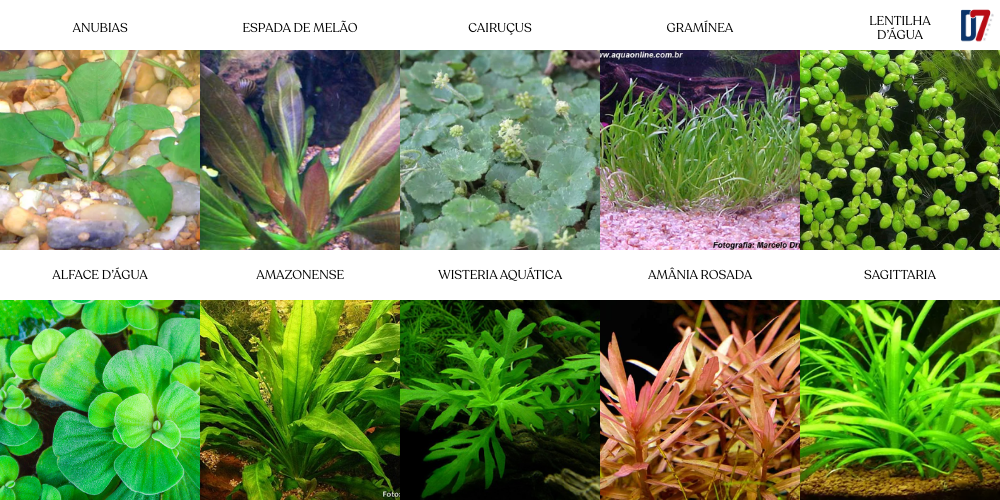 10 plantas aquáticas de água doce
