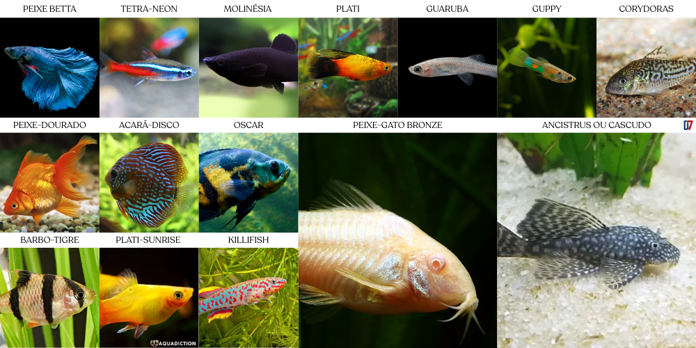 15 peixes ornamentais de água doce