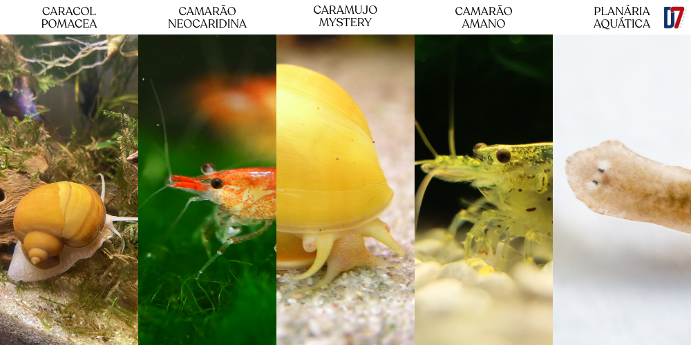 5 animais comuns em aquários de água doce