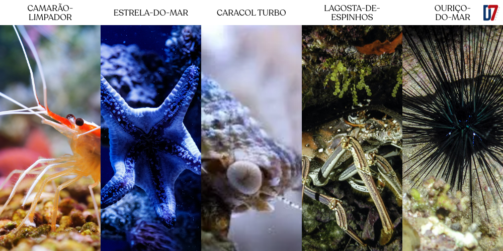 5 animais comuns em aquários marinhos