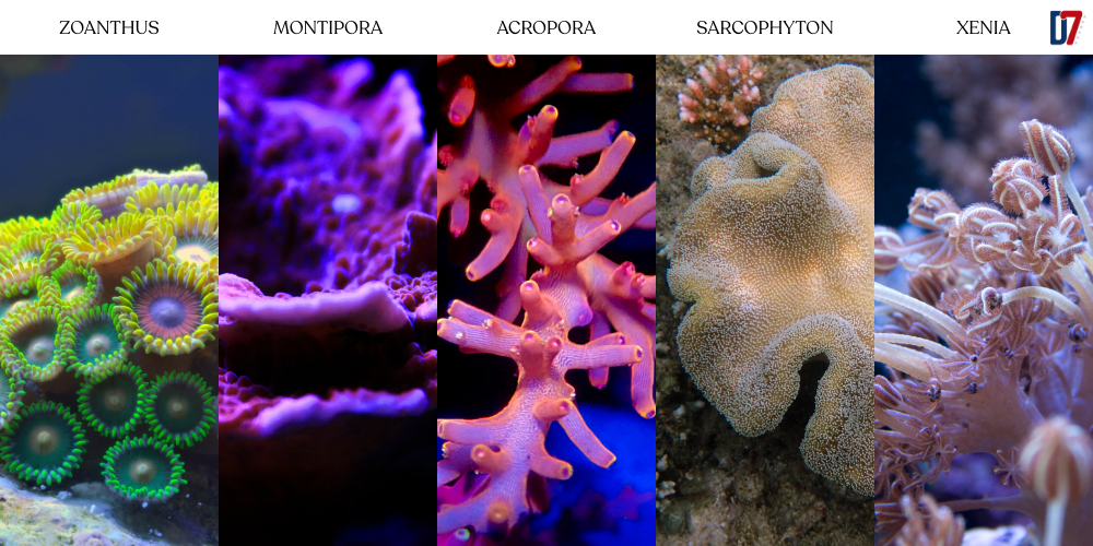 5 corais utilizados em aquários marinhos