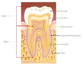 partes do dente