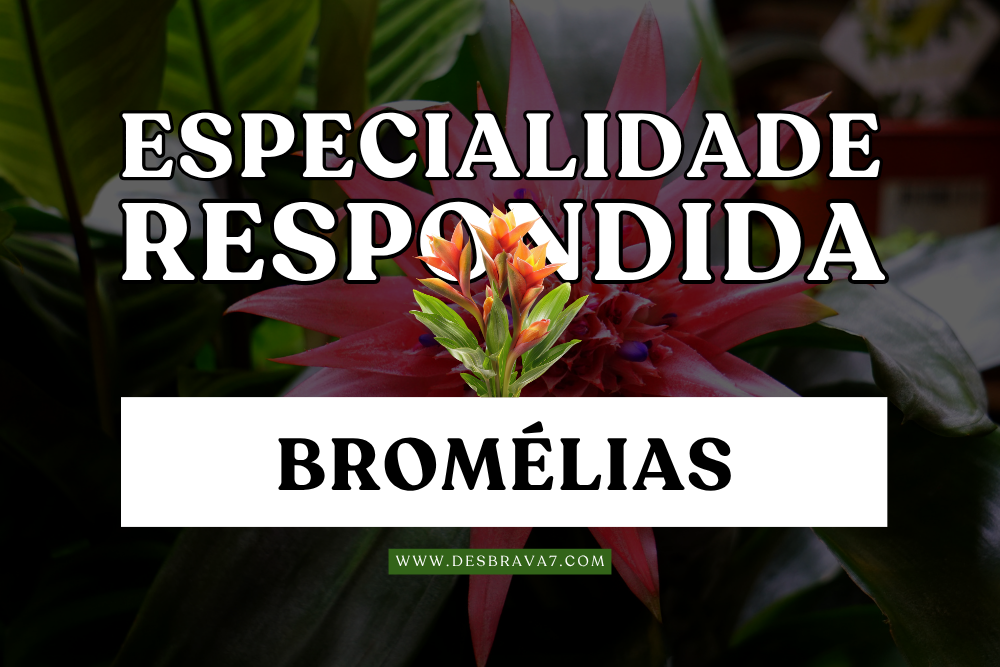 Especialidade de Bromélias Respondida