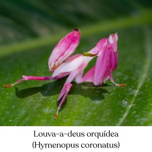 Louva-a-deus orquídea (Hymenopus coronatus);