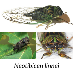 Neotibicen linnei