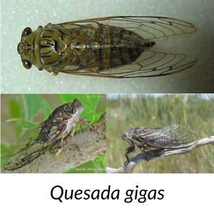 Quesada gigas