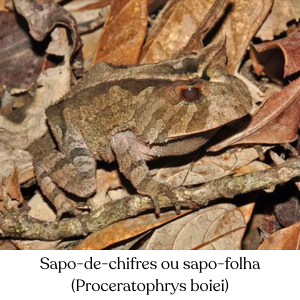 Sapo-de-chifres ou sapo-folha (Proceratophrys boiei)