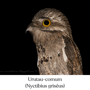 Urutau-comum (Nyctibius griséus)